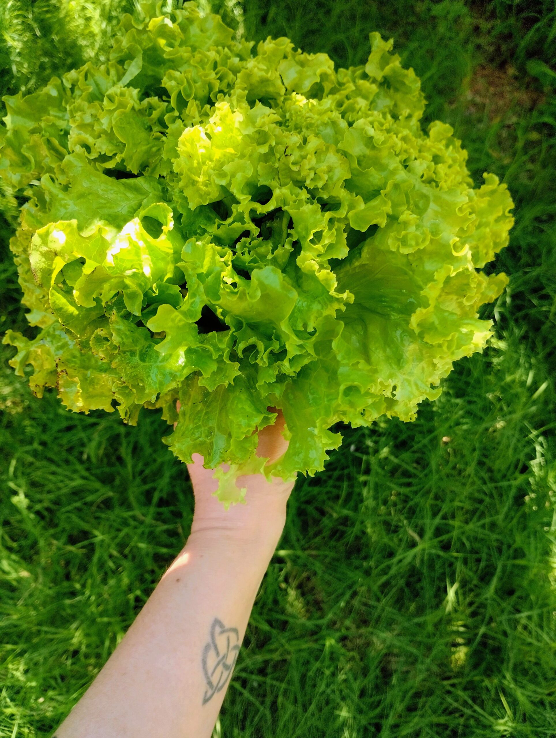 Close-up of a hand holding fresh green lettuce against a grassy background.